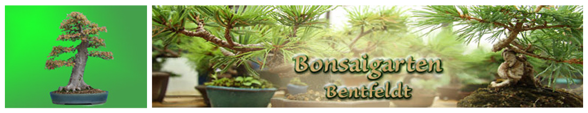 Bonsaigarten Bentfeldt